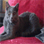 chartreux.de.tl