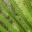 jungle.ca