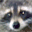 coonspoint.info