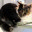 calypso785.wordpress.com