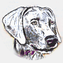 blaue-weimaraner-zwinger-vom-hainich.de