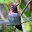 hummingbirdjo.wordpress.com