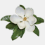 magnoliagardensnursery.com