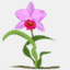 jardindorchidees.com