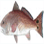 panaceacharterfishing.com