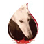 levriers-du-sud.org