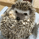 hedgehog.hatenadiary.com