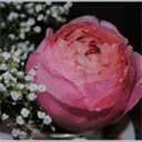refinedprose.com