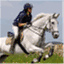 scottharrisonequestrian.wordpress.com