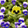 surroundedbyflowers.com