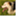 workingbordercollies.at