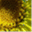 curlycupgumweed.wordpress.com