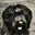 briardaska.wordpress.com