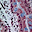 microanatomy.net