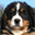 badgercreekdogboarding.com
