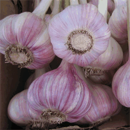 mngarlic.com