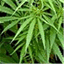 marijuanaexpress.com