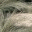grasstalk.wordpress.com