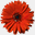 blumen-steinbrecher.de