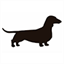 nationaldachshund.org.au