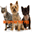 pawztoclawz.com