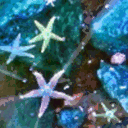 fuckyeahsealife.tumblr.com