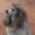 lambingtonkennel.se