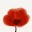 thepoppiesblog.wordpress.com