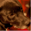 themainedogblog.wordpress.com