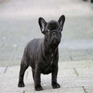 frenchies-of-the-golden-place.com