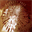 everetttree.com