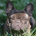 5280frenchbulldogs.com