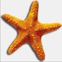 aqabadivingseastar.com