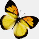 dashl.ca