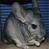 chinchilla-infos.de.tl