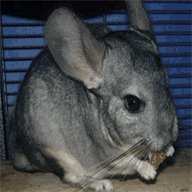 chinchilla-infos.de.tl