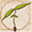 oldworldgenetics.com