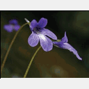 serpentinecountry.com