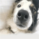 cascadeparkanimalhospital.com