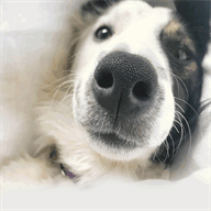 cascadeparkanimalhospital.com