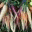 andrewsveganyear.wordpress.com