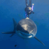 oceantanning.org