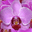 aspectsofflowers.co.uk