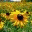 findingyourblessings.wordpress.com