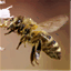 flatheadhoney.com