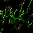 neuroimmunology.club