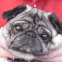 pugs-have-scrunchy-faces.tumblr.com