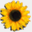 board.flower-blog.org