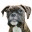 mysouschefisadog.wordpress.com