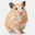 forum.dehamster.nl